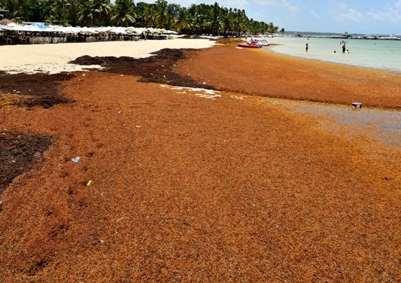 EU puts $6.3 million into turning the Dominican Republic's sargassum problem into a business