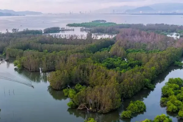 Con Chim: The Mangrove Islet Where Thousands of Birds Come Home at Dusk