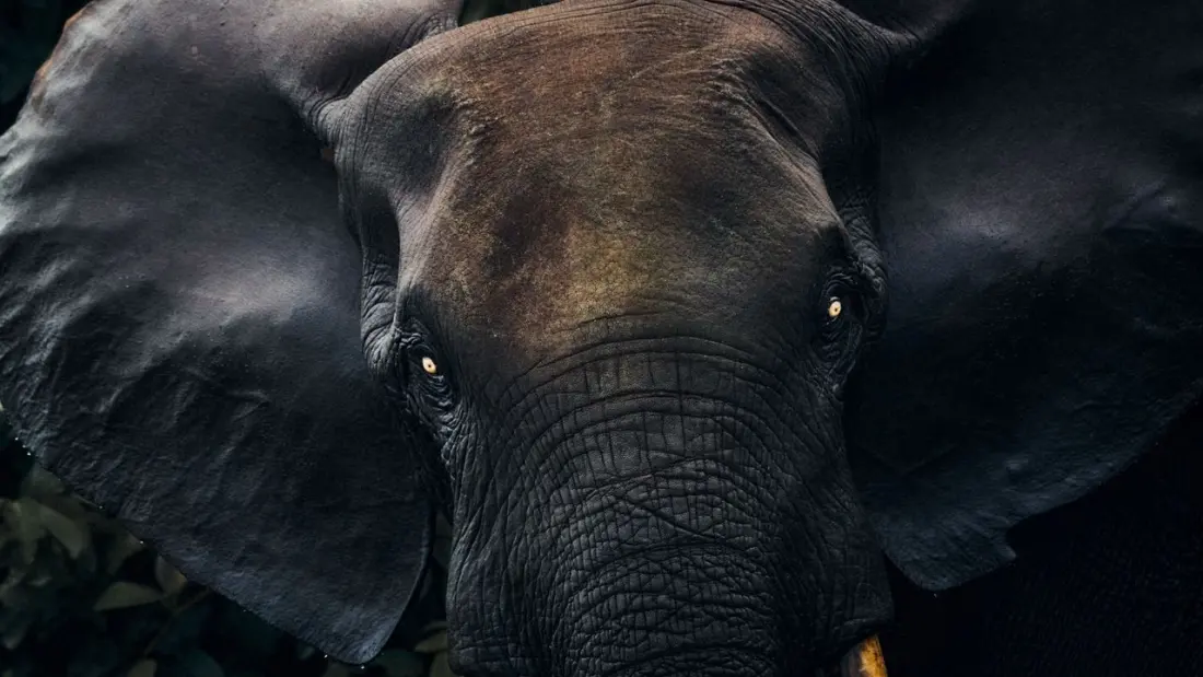 Loango National Park: Where Gorillas Meet the Surf in Gabon, Africa's Last True Wilderness