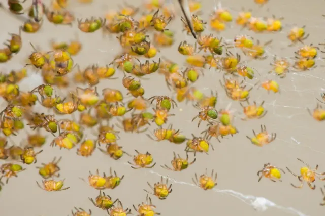 Hundreds of baby spiders infested cars at a Galveston cruise terminal — and it's a seasonal thing