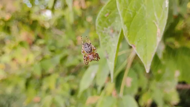 Why Your Autumn Hikes Are Suddenly Full of Spiders (And Why That's Fine)