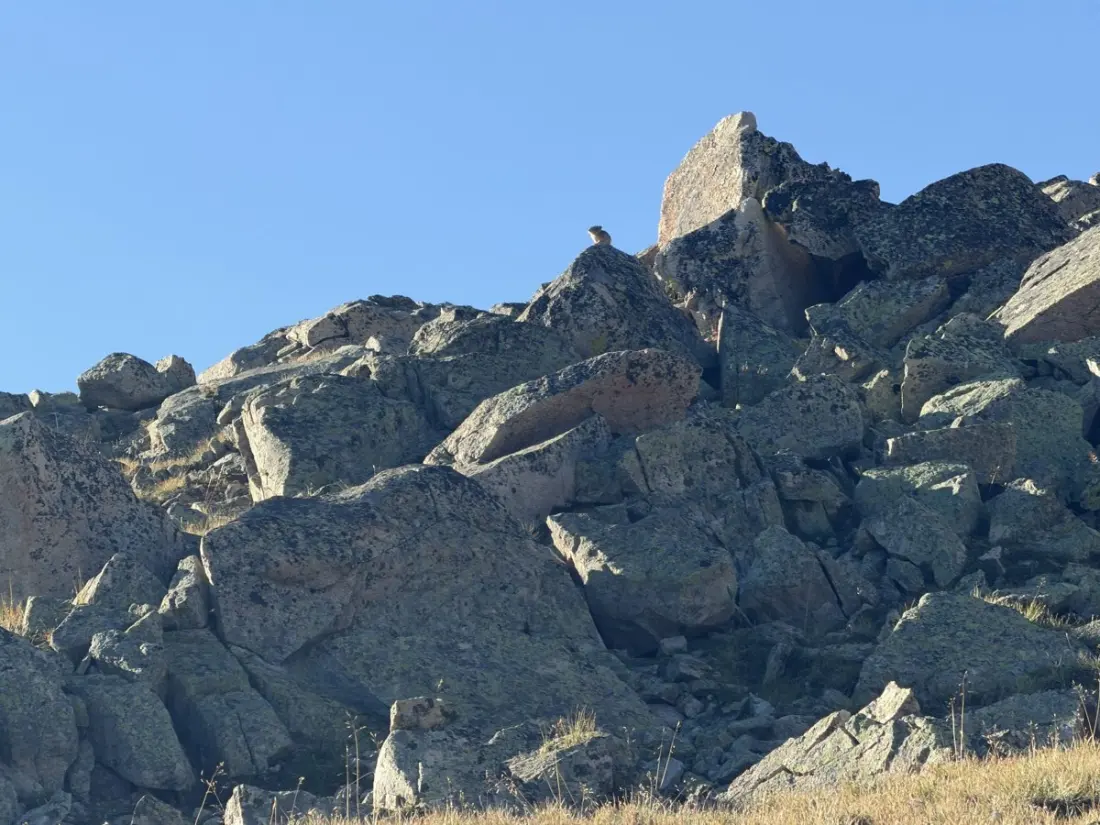 Pika Patrol: A Day on the Colorado Trail Above 12,000 Feet