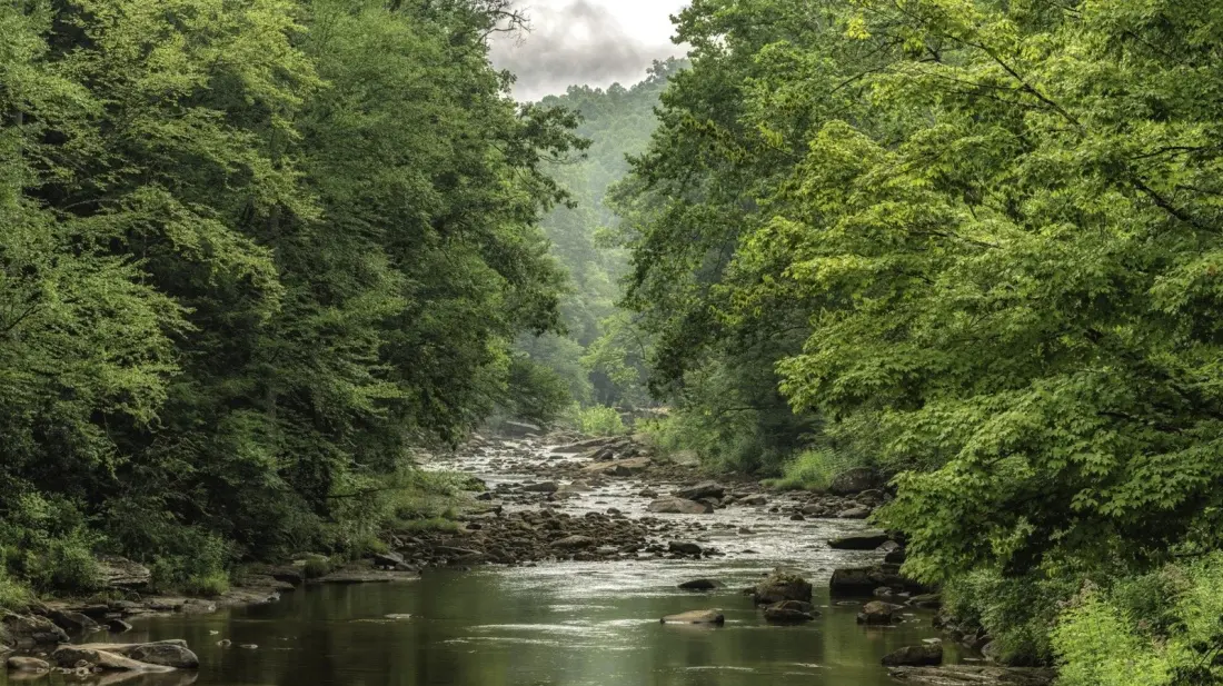 Cranberry Wilderness: West Virginia's 47,000-Acre Backcountry of Bogs, Bears and Waterfalls