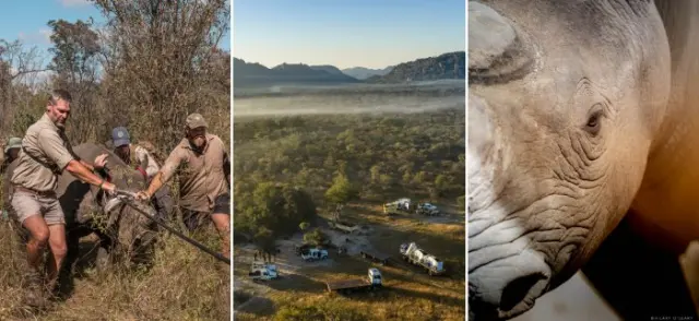 Black Rhinos Are Back in Matusadona — and You Can Join the Story from Lake Kariba